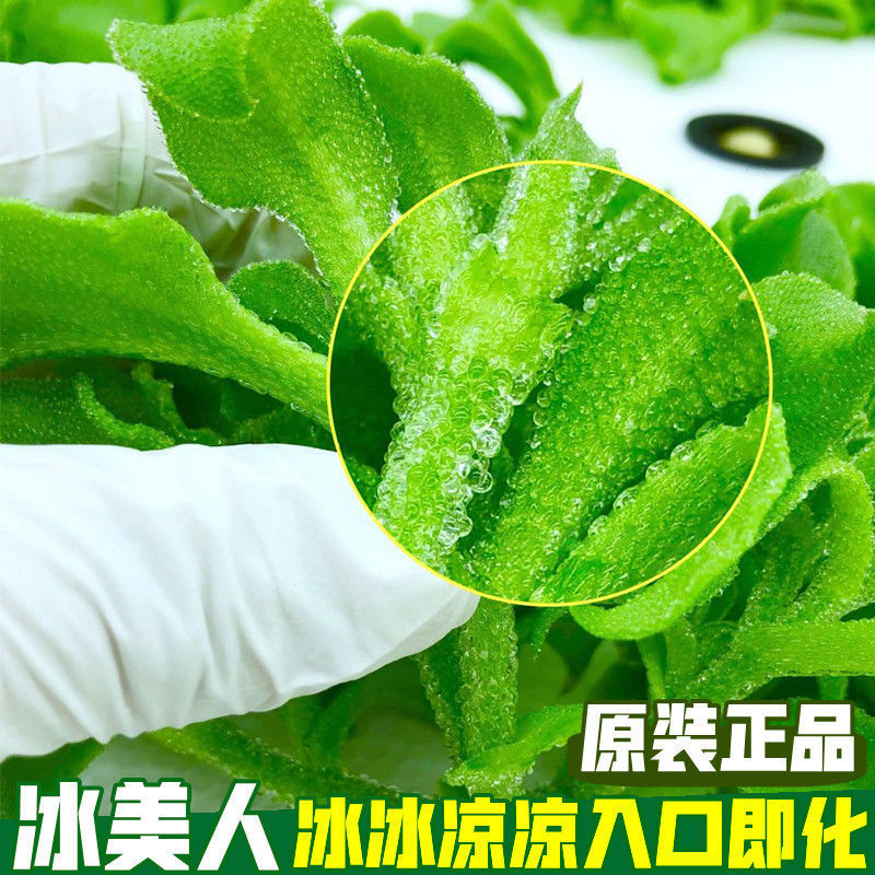 食用冰美人高产冰菜种子冰种子四季耐寒耐热阳台盆栽蔬菜种子籽