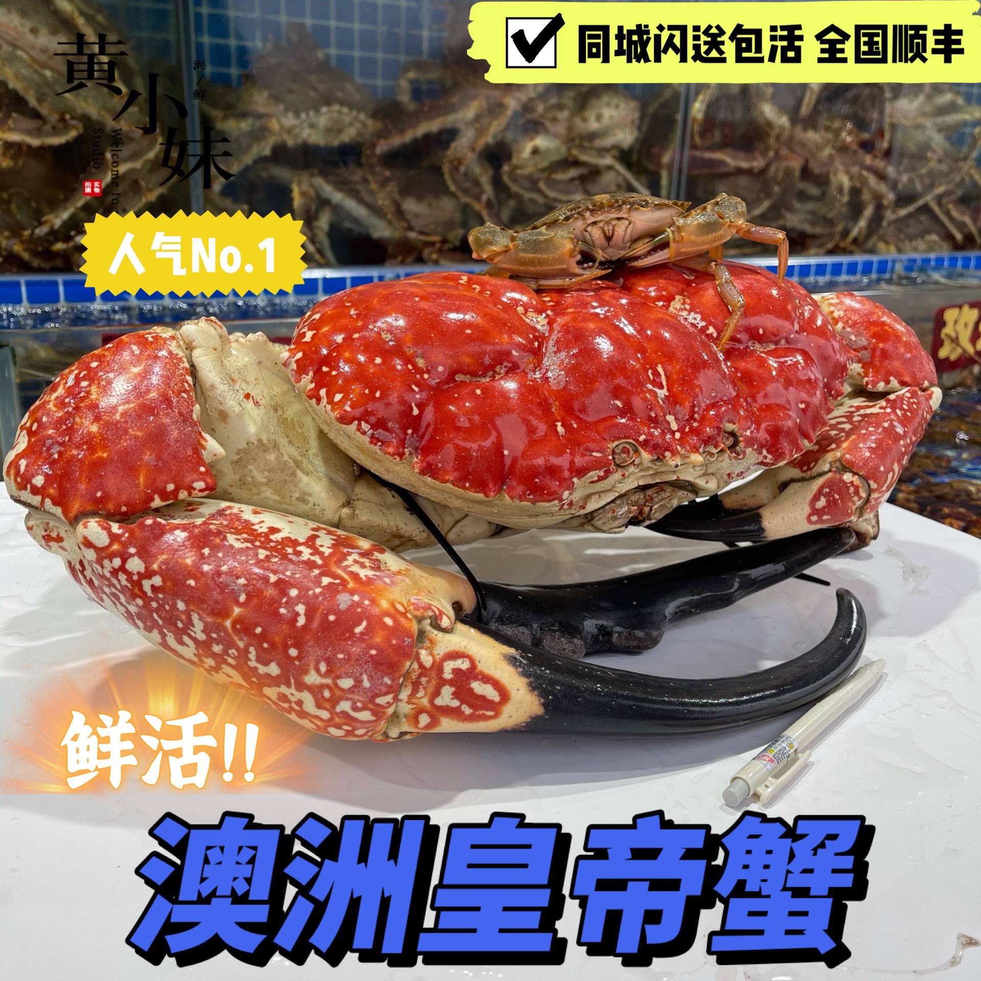 鲜活发货超大鲜活皇帝蟹澳州活体巨大拟滨蟹野生海捕帝王蟹1斤价