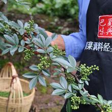 米仓山青花椒粉麻椒粉四川汉源花椒面青麻椒面250g粉藤椒面特麻