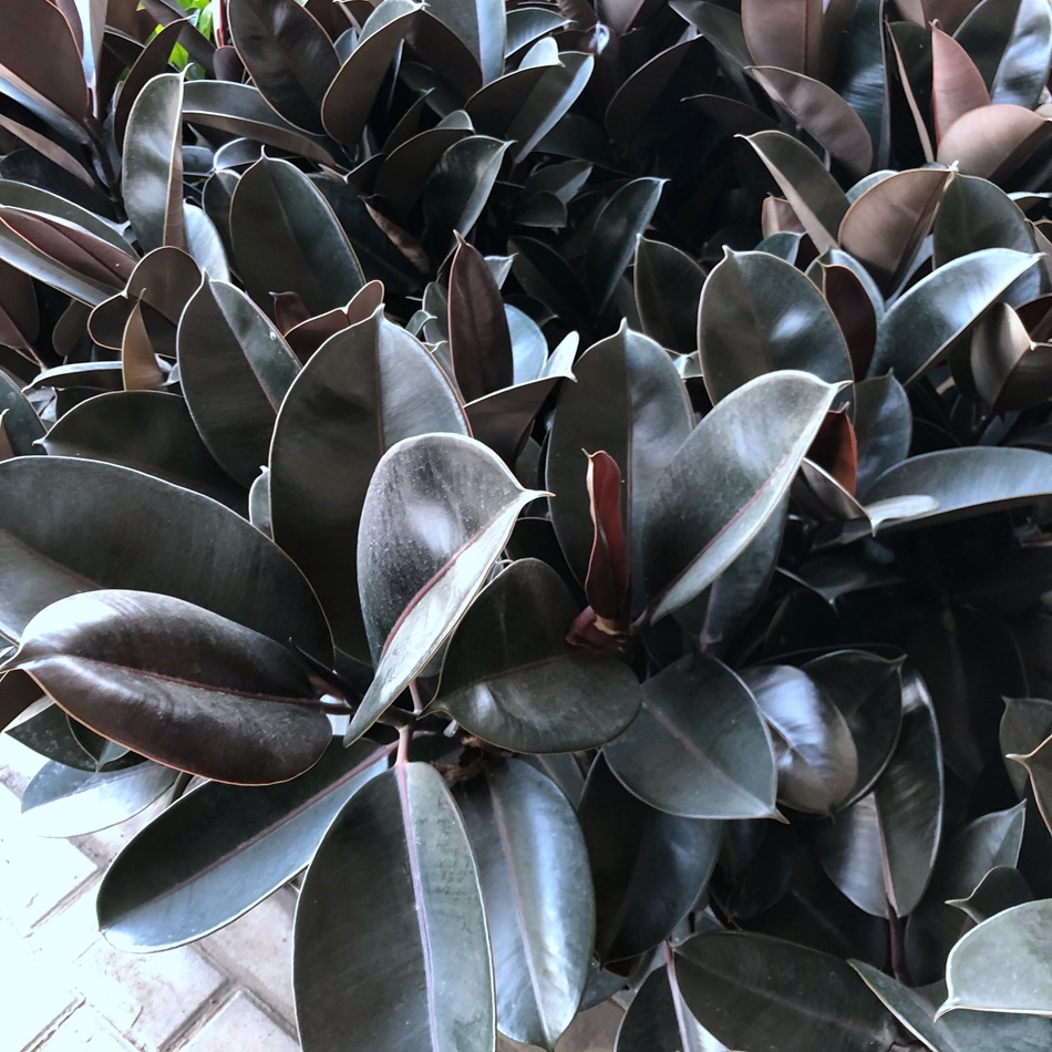 橡皮树盆栽 黑金刚 印度橡胶树 印度橡树 园林绿化园艺花卉盆栽