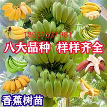 广西香蕉苗批发 金粉一号小米蕉安南皇帝西贡蕉 脱毒组培苗果树苗