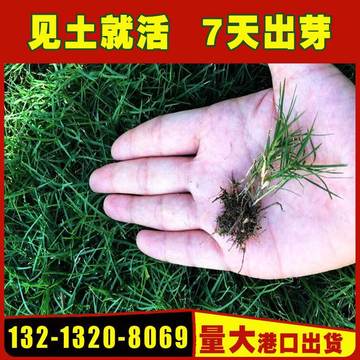 多年生黑麦草籽绿化草种四季青混播高羊茅早熟禾狗牙根百慕大净籽