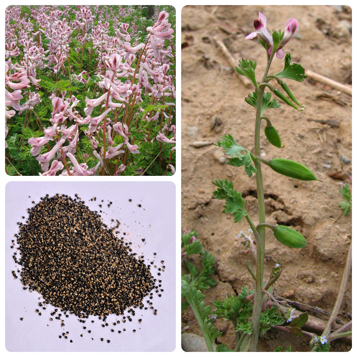 批发苦地丁种子中草药材种子耐寒花籽四季播种紫堇种籽地丁草种子