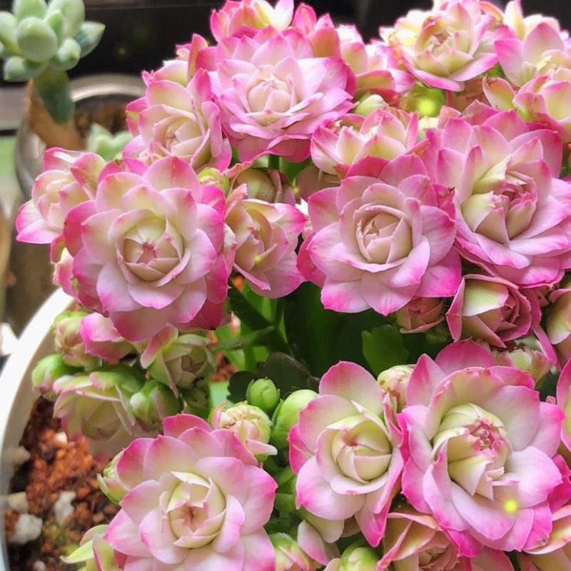 长寿花大花璎珞悉尼粉色金狐狸绿巴黎金丝雀洛神带花苞成品盆栽