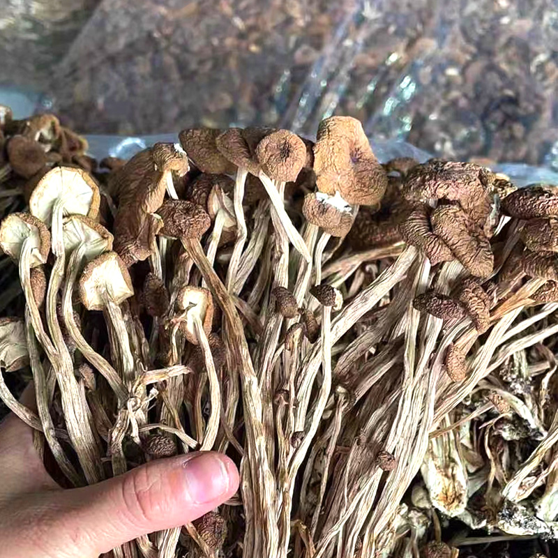 福建古田特产茶树菇干货 无硫磺农家货 产地直销食用菌礼品250克