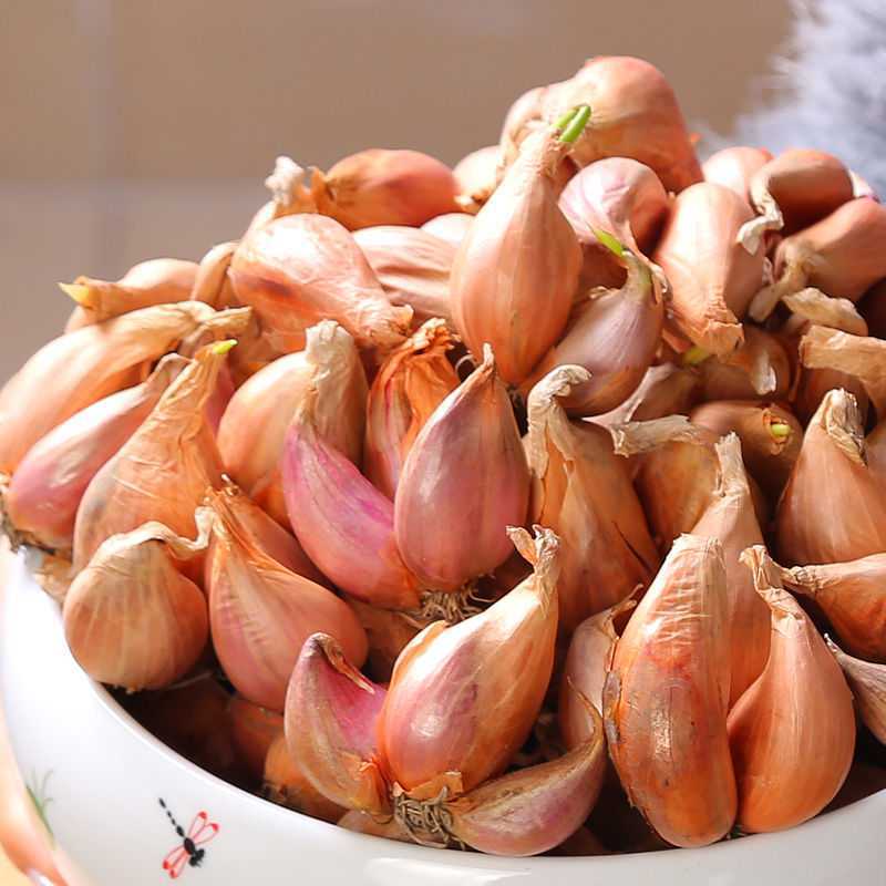 新鲜黄葱头种子盆栽小葱头四季小香葱头红葱头四川火葱圆洋葱油葱