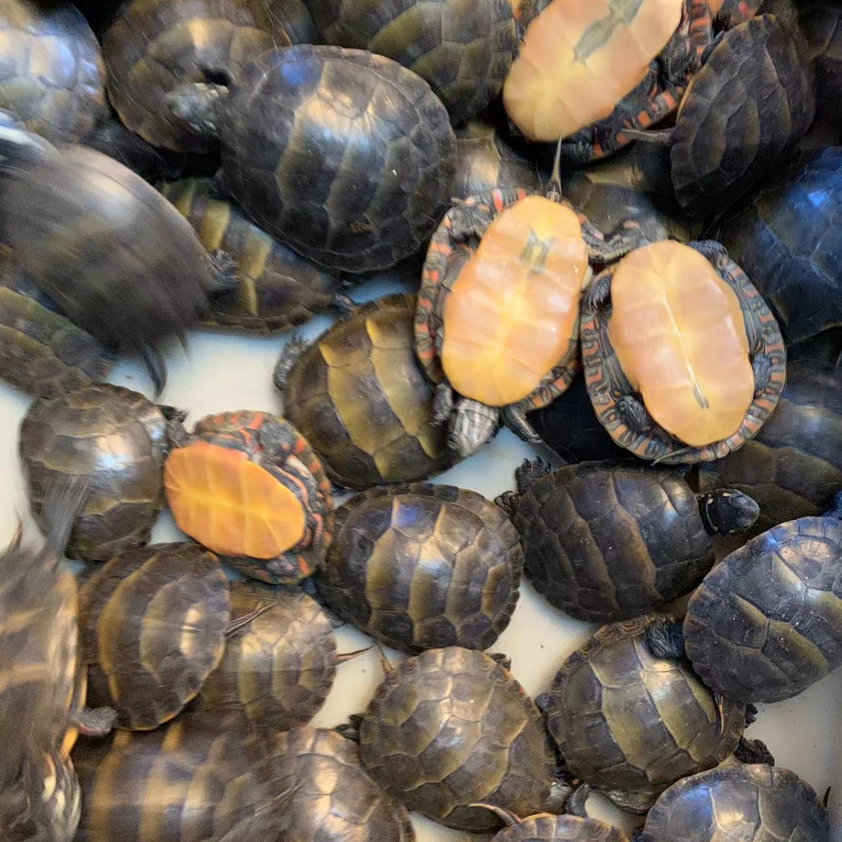 东锦龟红腹东锦龟红红火火观赏深水龟鳖鱼缸混养宠物龟东部龟招财