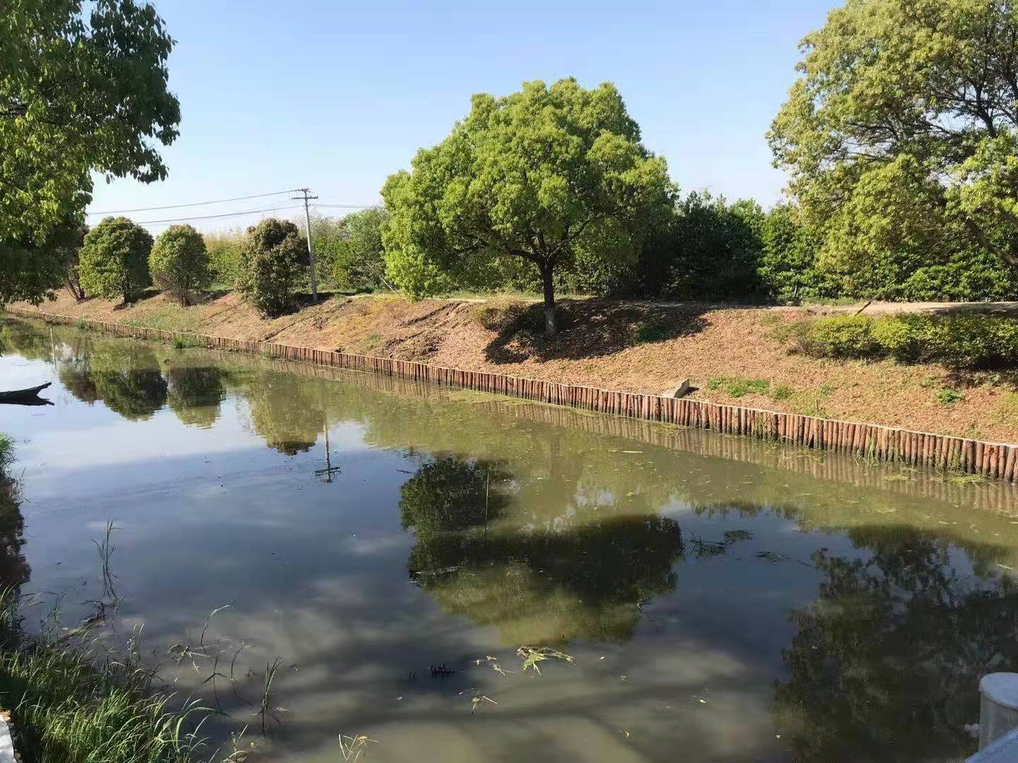大量现货供应4米松木桩,河道木桩,防汛木桩,种类规格齐全