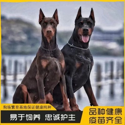 双血统杜宾犬幼犬德系纯种杜宾犬美系杜宾迷你杜宾犬护卫犬宠物狗