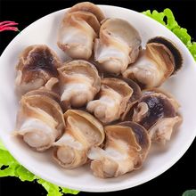 新鲜现剥海螺香螺肉海鲜鲜活水产大海螺即食冷冻玉螺肉去内脏代发