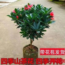 耐寒老桩红山茶花盆栽四季茶花苗带花苞大盆茶花树苗客厅花树花园