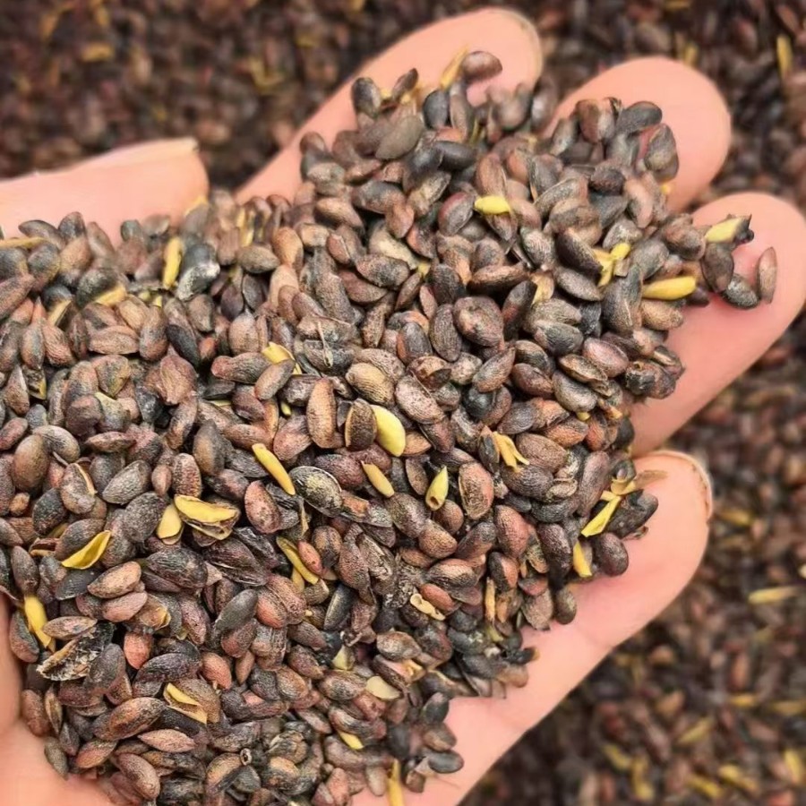 批发2025年新黄柏种子 川黄柏树种子 厚皮黄柏树籽药材种子正品