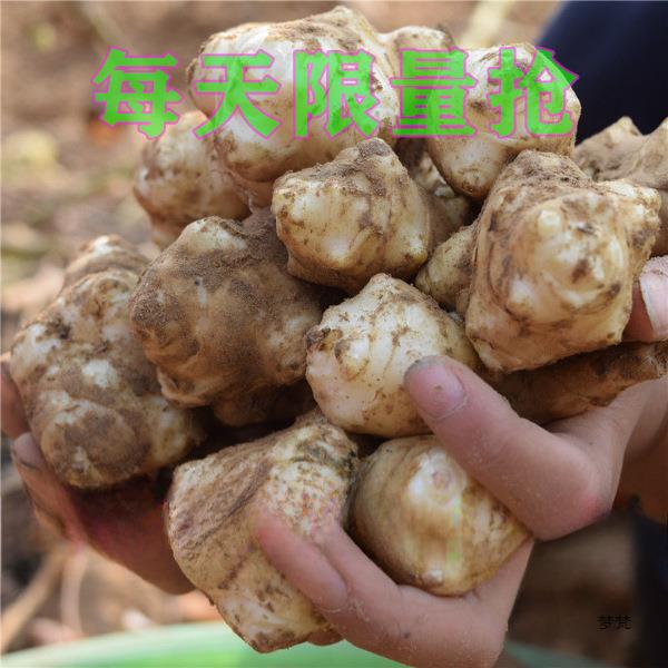 【10斤洋姜】现挖洋姜新鲜鬼子姜不辣姜菊芋洋姜种子2斤5斤装