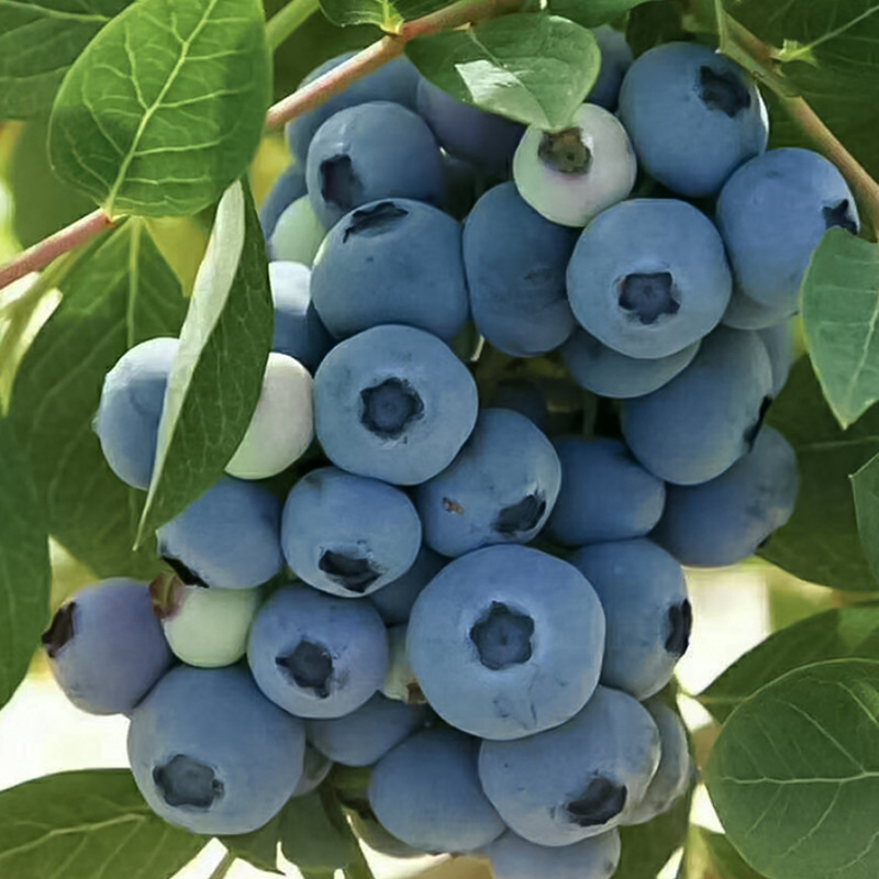 基地种植当年结果蓝莓苗钱德勒蓝莓园林大果苗 盆栽地栽果树苗