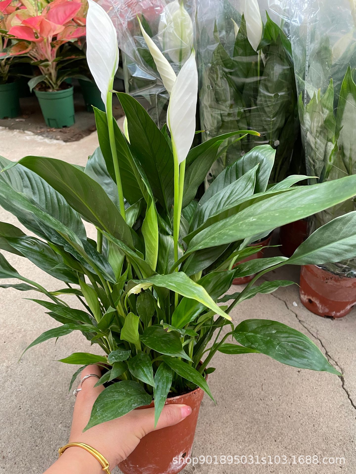 一帆风顺盆栽白掌植物室内红掌容易养花卉净化空气水培观花办公室