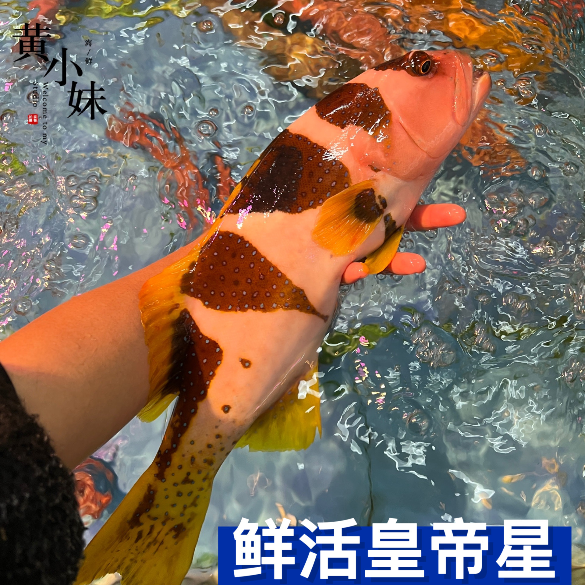 鲜活皇帝星印尼进口海鱼水产东星斑石斑鱼活体发货上海闪送500g