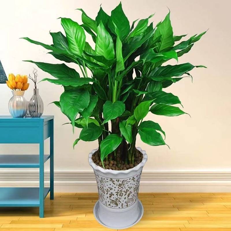 摆放万年青盆栽桌面落地土培客厅四季常青办公室绿植卧室水培植物