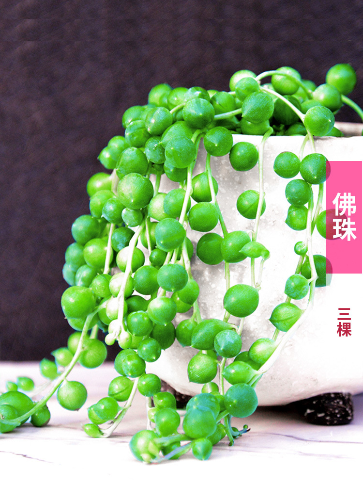紫玄月垂吊佛珠肉肉植物多肉组合盆栽绿植贵货稀有大颗多头带盆