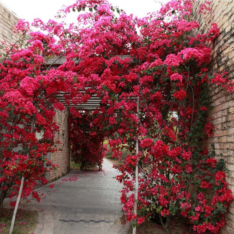 巴西三角梅盆栽花卉爬藤植物阳台庭院老桩多色重瓣花四季勒杜鹃花