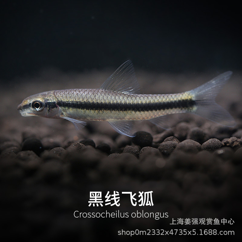 一线飞黑线飞狐鱼除藻除黑毛藻清洁垃圾鱼热带淡水观赏鱼活体批发
