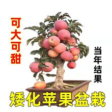 【当年结果】老桩苹果树盆栽正宗大果耐寒果树苗庭院冰糖心苹果苗