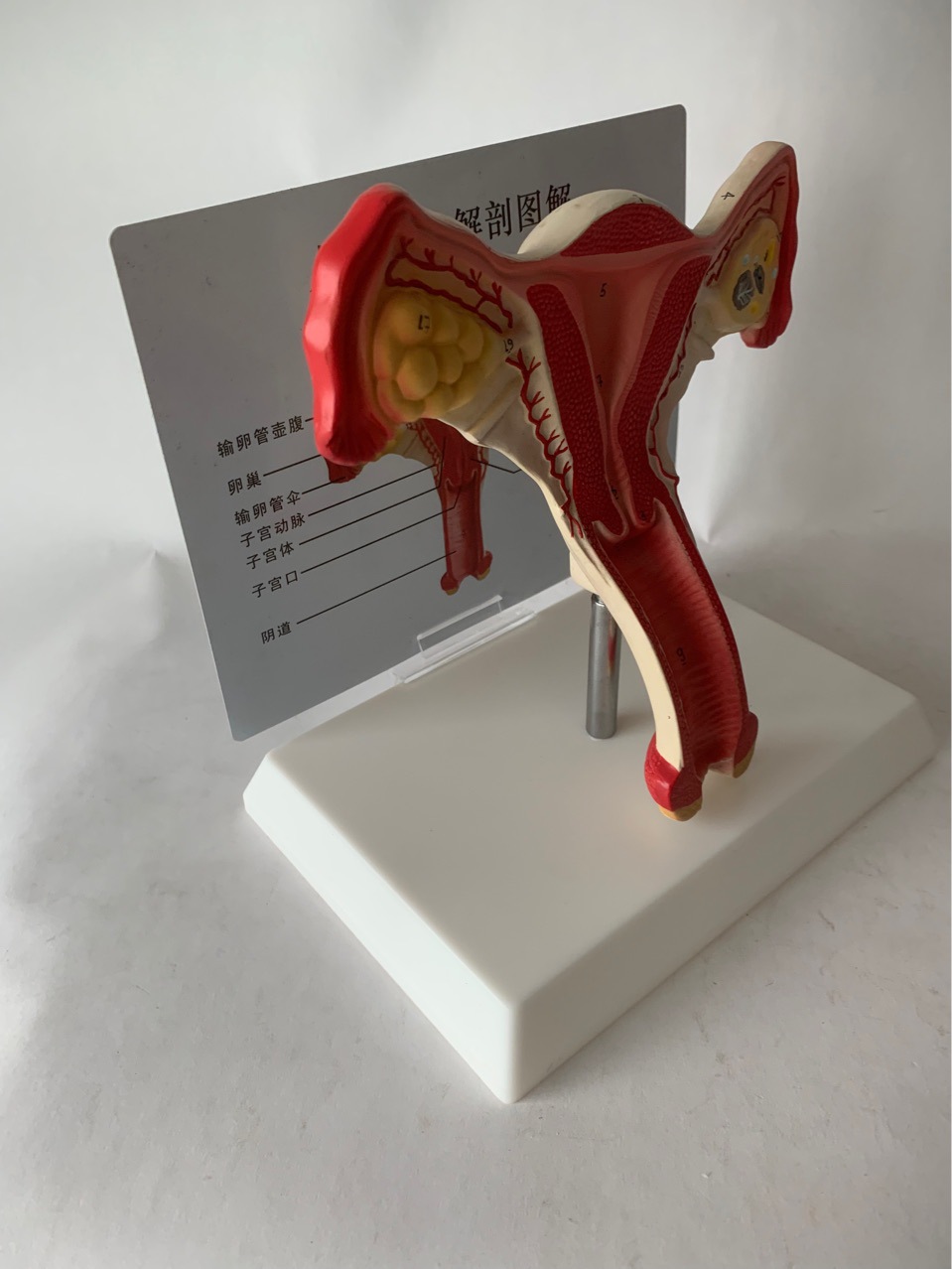 人体健康子宫解剖模型子宫教具演示宫颈阴道会阴子宫血管卵巢卵泡