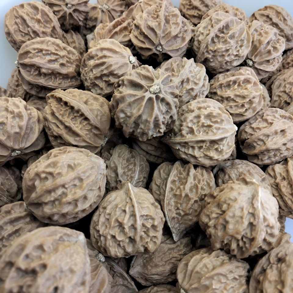 门头沟八棱野生小秋子核桃散子各种品相尺寸应有尽有手串手持脖挂