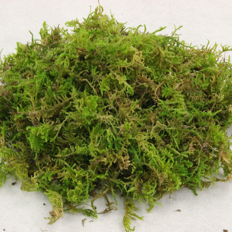 苔藓批发干青苔蝴蝶兰花石斛种植营养土水苔嫁接乌龟冬眠垫材椰土