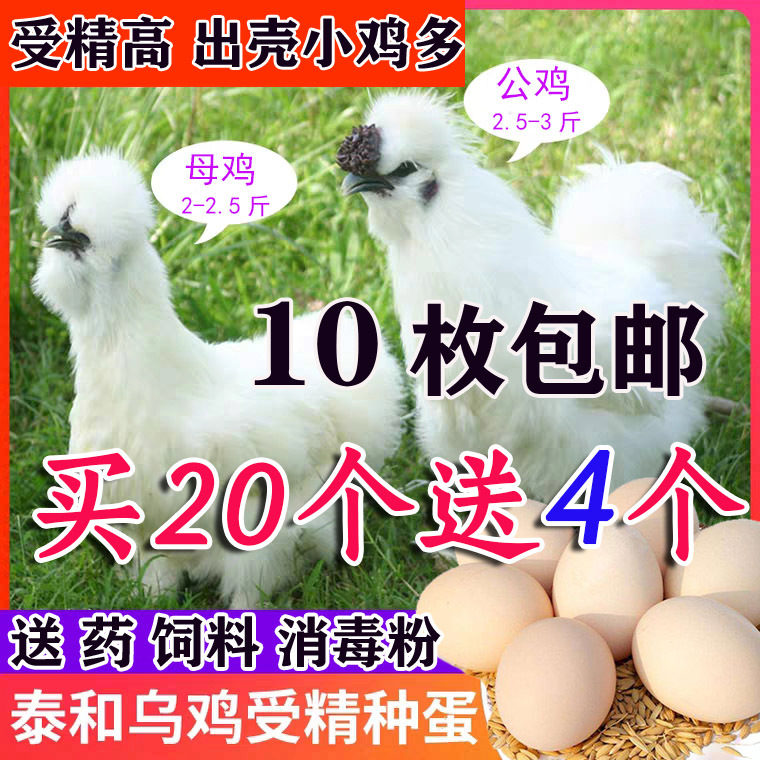 泰和乌鸡种蛋受精卵可孵化小鸡苗江西白凤乌骨鸡非五黑绿壳蛋包邮