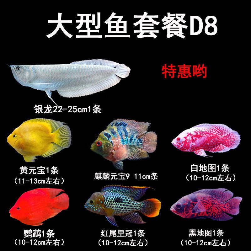 观赏鱼银龙鱼鹦鹉鱼红尾皇冠活体龙鱼地图热带鱼29度大型鱼套餐