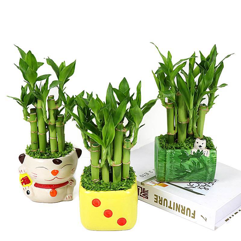莲花竹