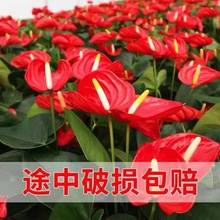 红掌【带花发货】四季开花火鹤绿植花卉盆栽水培土培植物吸甲醛