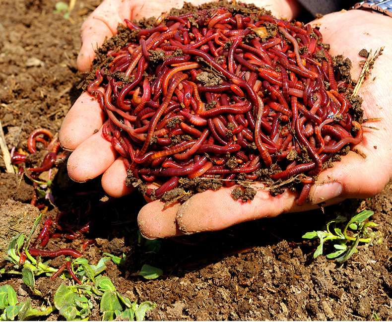 盒装蚯蚓钓鱼蚯蚓活饵大号红蚯蚓活体盒装红虫鱼饵垂钓活饵料散装