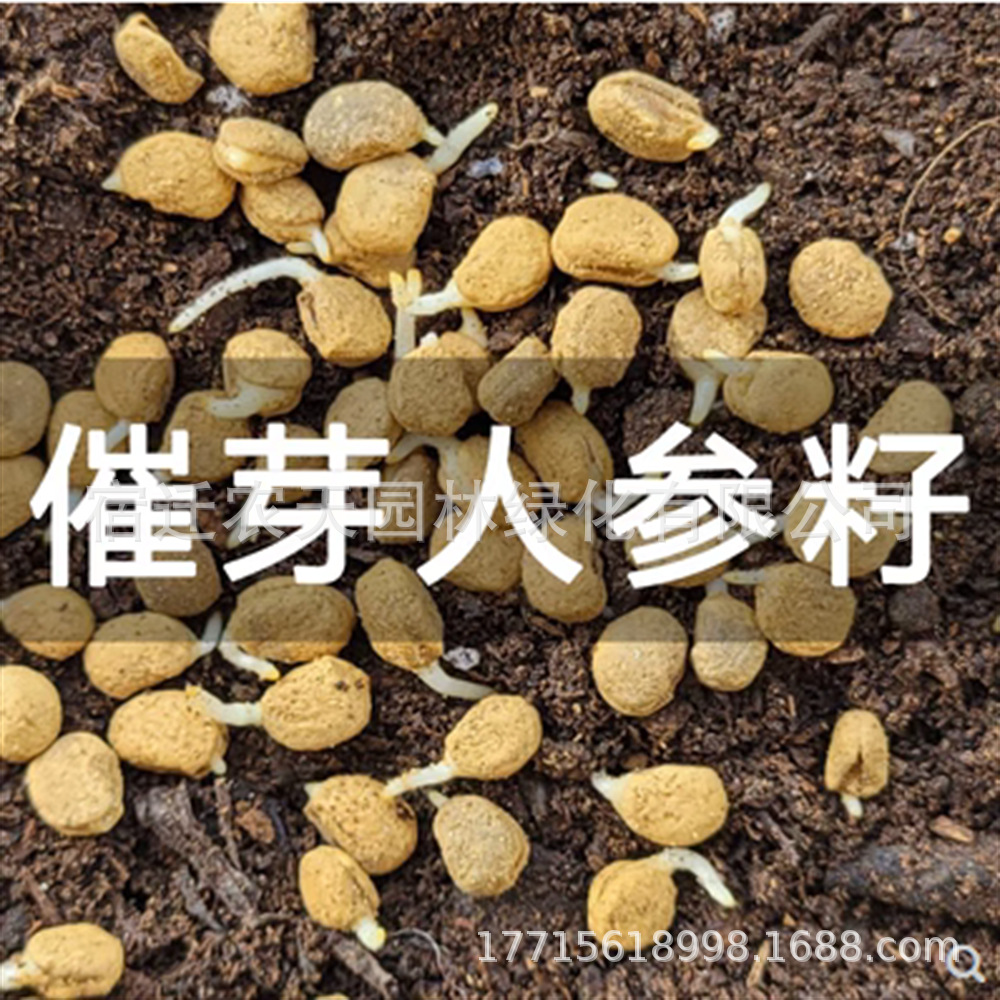 西洋参种子长白山新鲜人参 人参苗 人参种子林下参种子野山参种子