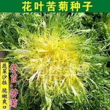 花叶苦菊种子  苦苣菜籽种芽盆栽蔬菜种孑种籽春秋冬季四季播生菜