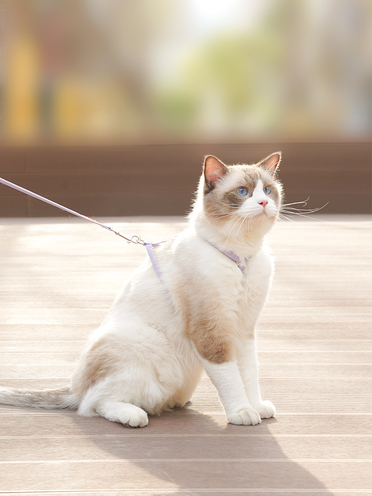猫咪牵引绳防挣脱遛猫绳链子宠物溜猫专用栓小猫项圈幼猫背带心式