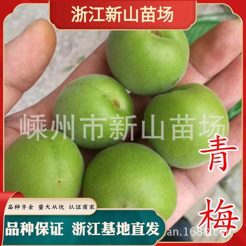 浙江长农青梅苗树苗 乌梅 萧山大青梅 梅子树苗种植嫁接酸梅苗