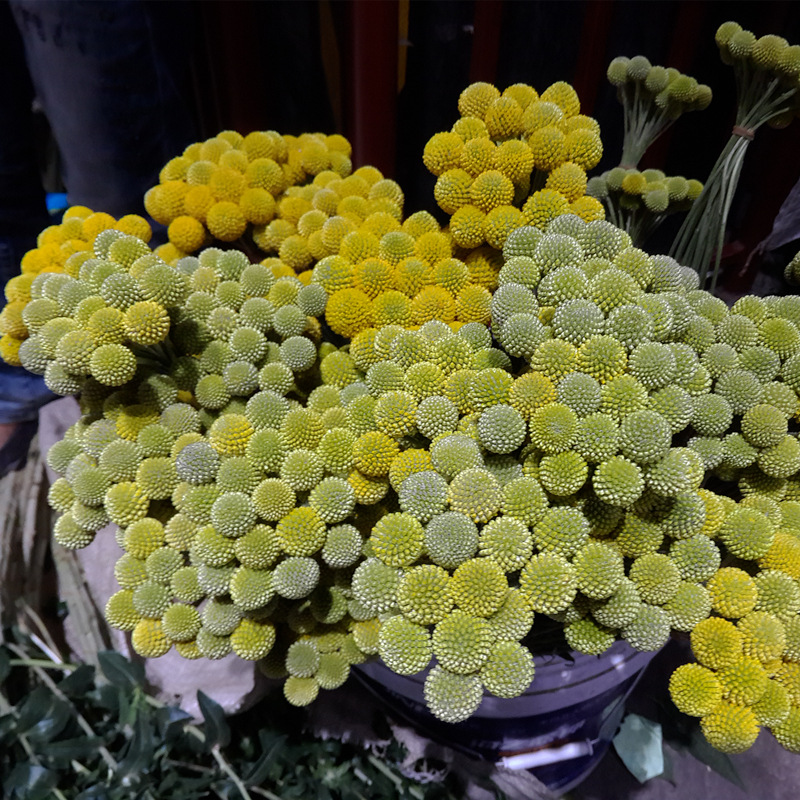 黄金球鲜花批发云南鲜花直批婚庆布置花店摆摊用花社区团购货源