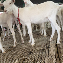产奶萨能奶山羊红鹿奶山羊头胎的奶山羊 六个月的奶羊苗价格