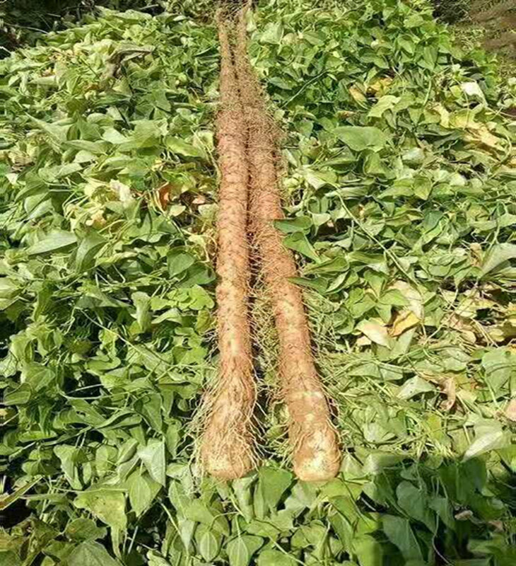 斤农户直销 温县铁棍山药 河南焦作铁棍杆淮怀山药