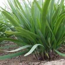 韭菜根苗带土秋后种的蔬菜小叶红根农家细叶香韭菜头种植壮跟南方