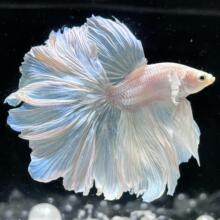 冰蓝孔雀鱼莫斯科蓝精品小型热带鱼观赏怀孕胎生母鱼下崽冰蓝孔雀