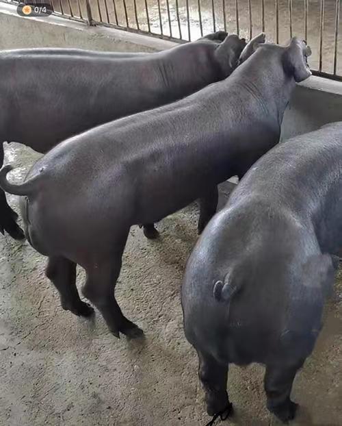 0成交0头原种长白母猪大白公猪 英系大白种猪 新美系长白大白种公猪种