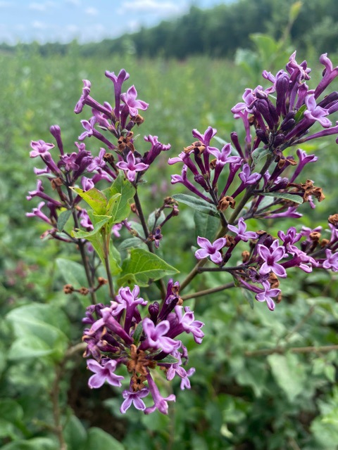 东北辽宁丛生小叶丁香 四季丁香 大叶紫丁香规格齐全-阿里巴巴