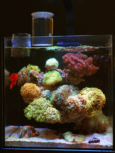 40海缸背滤超市40缸全套珊瑚原生玻璃金鱼缸水冷检疫饲养海水鱼