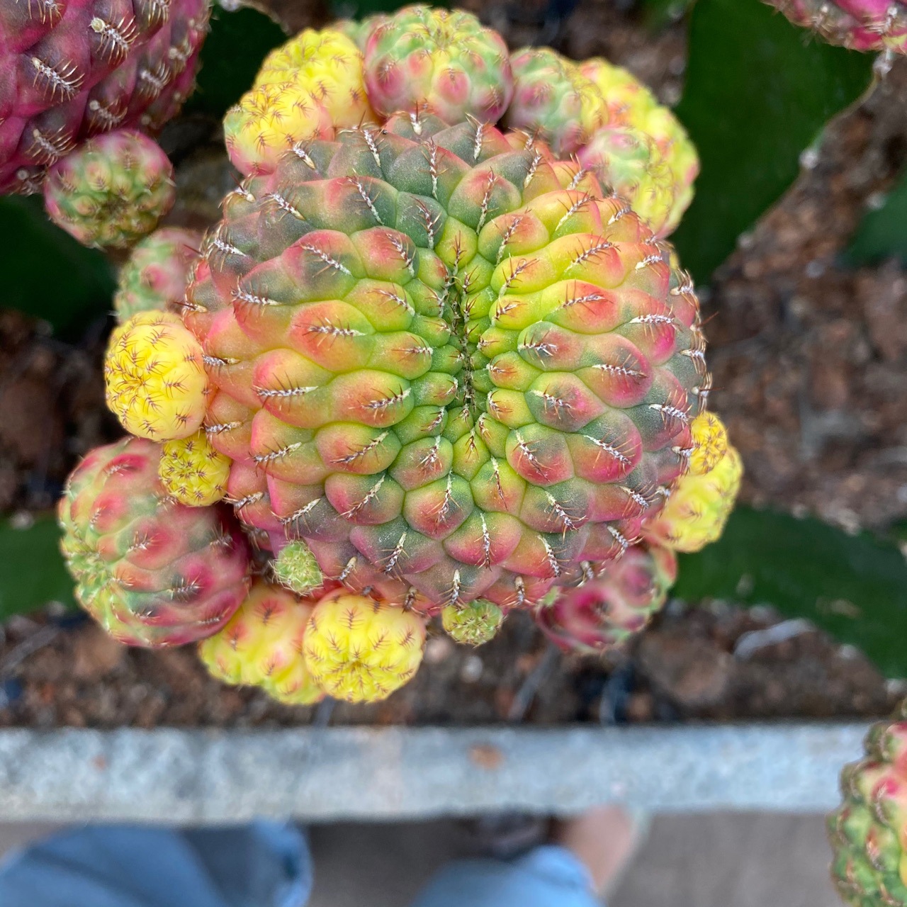 紫丽丸锦嫁接带柱仙人球多肉植物盆栽