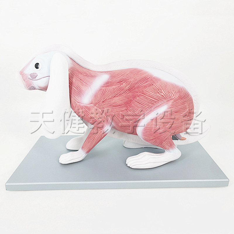 兔解剖
