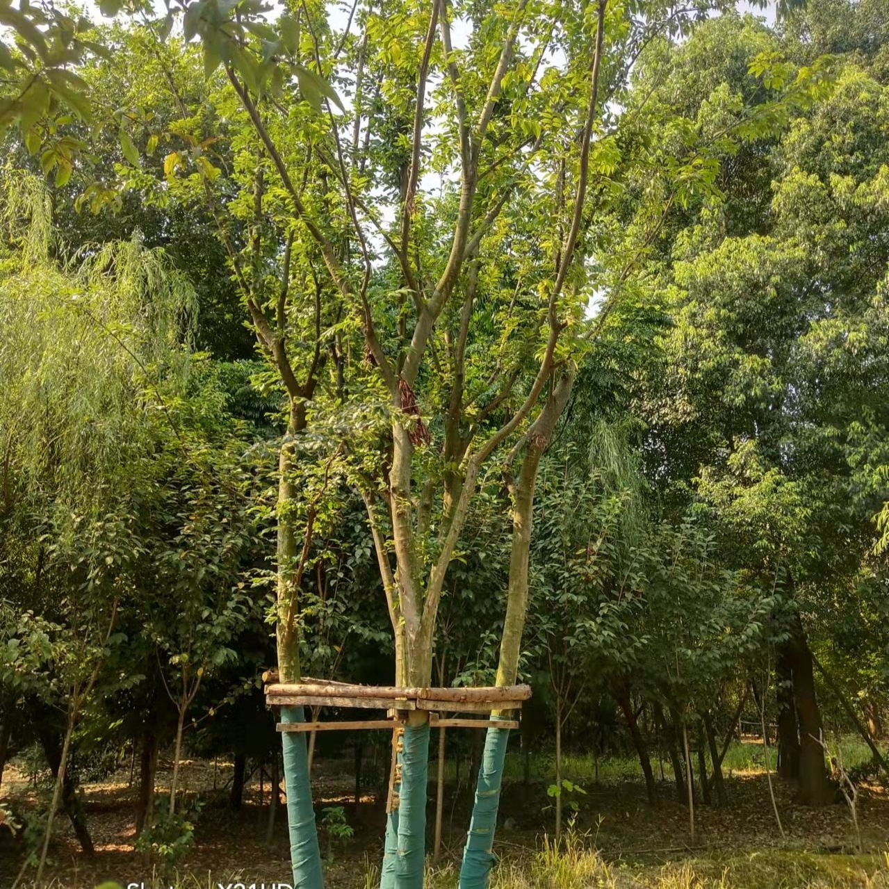 朴树批发朴树熟货精品朴树拼栽丛生朴树树苗