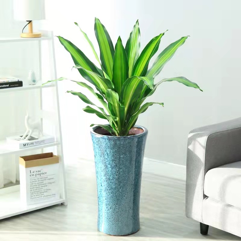 巴西铁也门铁树盆栽花卉办公室内观赏绿植盆栽巴西铁