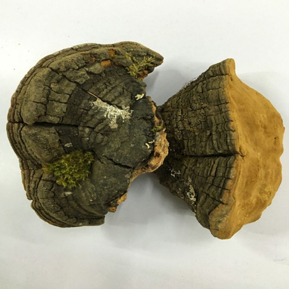西藏桑黄金边桑黄桑黄菌灵芝干品桑黄泡酒煮水煲汤-阿里巴巴